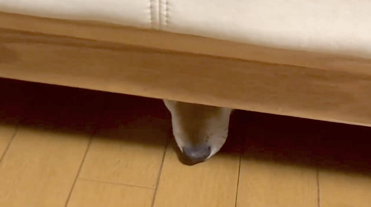 自力で出れないソファ下に強引に潜った柴犬 結局飼い主さんに救助される 全く手が焼けて可愛いんだから 動画 21年8月18日 エキサイトニュース