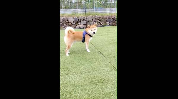 当たり前ながら名前を呼んでも側には来ない柴犬 一応顔だけ しかも可愛い顔で振り向くあたりが罪深い 動画 21年8月18日 エキサイトニュース