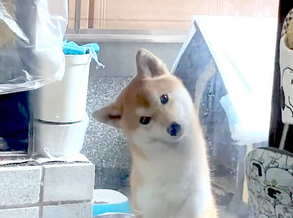 飼い主さんの歌声を聴き ありえない角度まで首を傾げ続け 画面から消えてった柴犬さんが可愛すぎた 動画 21年8月19日 エキサイトニュース 飼い主さんの歌声を聴き ありえない角度まで首を傾げ続け 画面から消えてった柴犬さんが可愛すぎた 動画 21年8月19日 エキサイトニュース