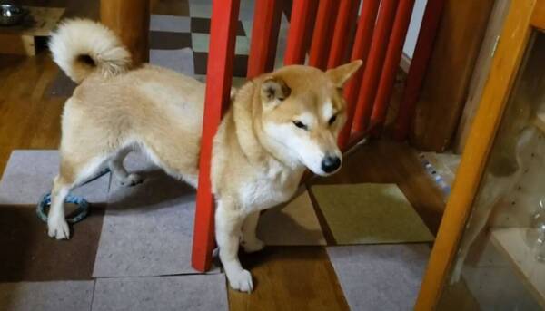 助けよ 柵にすっぽりハマってしまった柴犬がこんな時までキリッとしてた ドジかわ動画 21年9月15日 エキサイトニュース