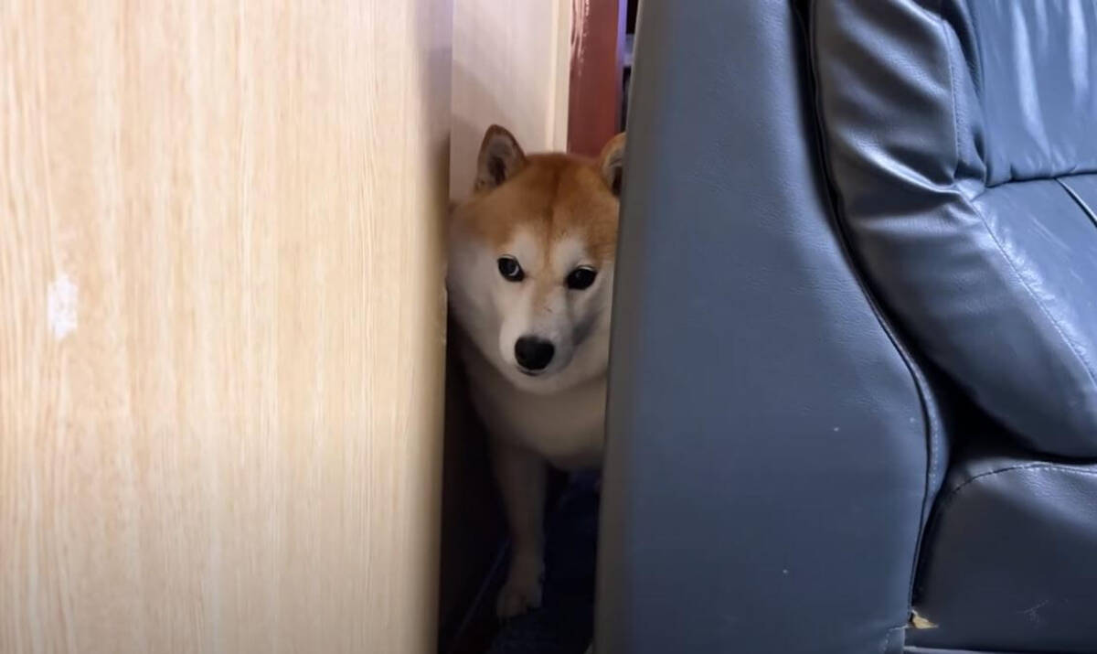 こんなはずでは 自分のモフを過小評価し隙間に挟まってしまった柴犬 切ない顔で救助を待つ 動画 21年11月7日 エキサイトニュース