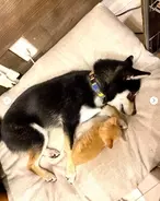 子猫のために目いっぱい前足を広げ『専用の寝床スペース』を作って添い寝する優しい柴犬【尊い】