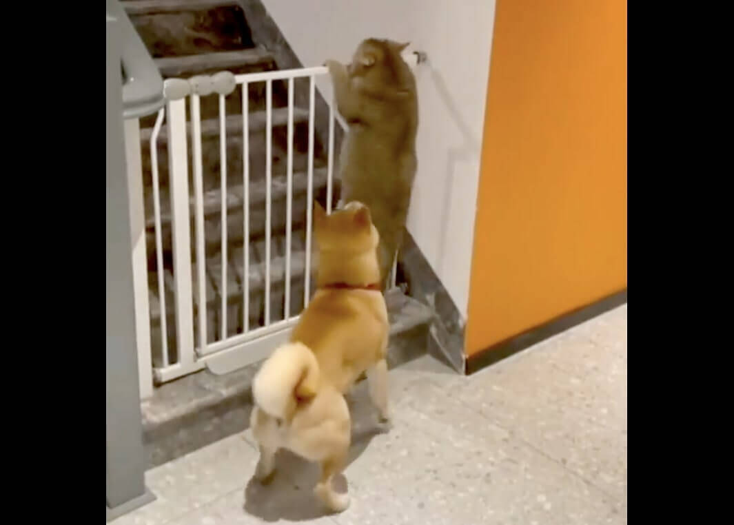 「やめなさい！」柵を乗り越え脱走を試みる猫を、がっしり掴んで阻止した真面目な柴犬。【動画】