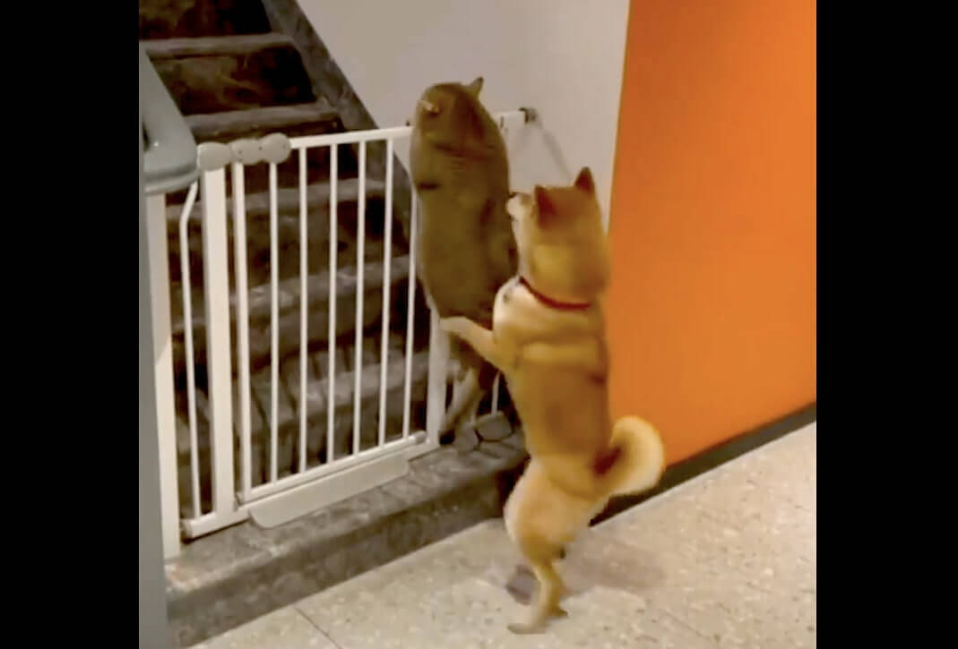 「やめなさい！」柵を乗り越え脱走を試みる猫を、がっしり掴んで阻止した真面目な柴犬。【動画】