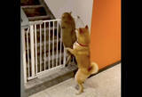 「「やめなさい！」柵を乗り越え脱走を試みる猫を、がっしり掴んで阻止した真面目な柴犬。【動画】」の画像8