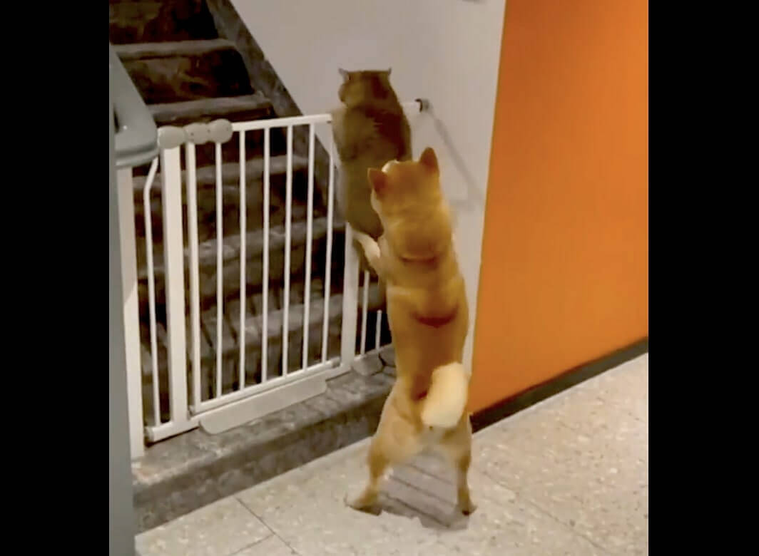 「やめなさい！」柵を乗り越え脱走を試みる猫を、がっしり掴んで阻止した真面目な柴犬。【動画】