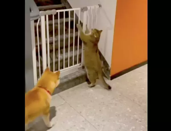 「やめなさい！」柵を乗り越え脱走を試みる猫を、がっしり掴んで阻止した真面目な柴犬。【動画】