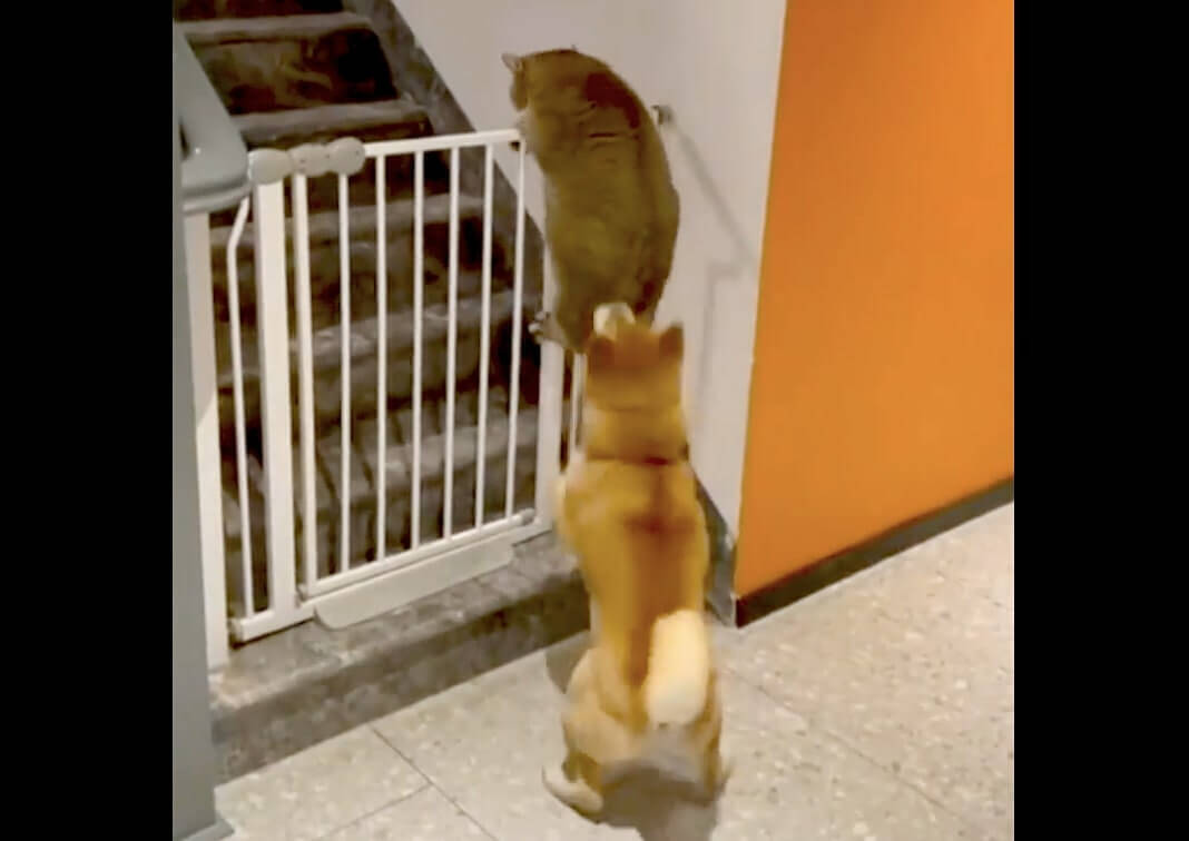 「やめなさい！」柵を乗り越え脱走を試みる猫を、がっしり掴んで阻止した真面目な柴犬。【動画】