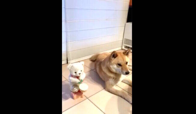 飼い主 ただいま 柴犬3頭 誰ひとりかまってくれない帰宅シーンが切なすぎる 21年8月29日 エキサイトニュース