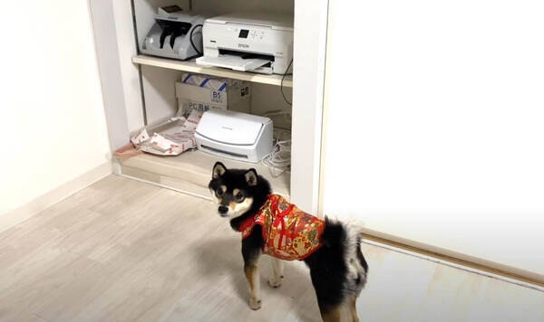 タシッ なんで捕まえらんないの 影が気になる柴犬パピー 不思議そうな顔がたまらない 動画 21年11月6日 エキサイトニュース タシッ なんで捕まえらんないの 影が気になる柴犬パピー 不思議そうな顔がたまらない 動画 21年11月6日 エキサイトニュース