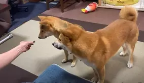 だって 寝床 だもんね 飼い主の布団を我が物顔で占拠する柴犬が図々しくて可愛い 動画 2021年9月14日 エキサイトニュース