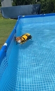 泳ぐ気ゼロの柴犬さんが準備万端でプカプカ漂流してた…可愛い。【動画】