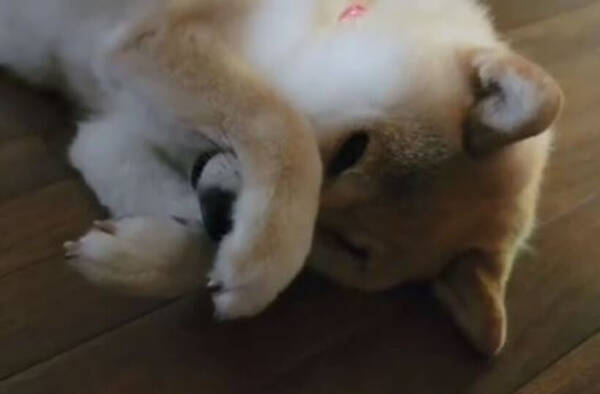 ｺｼｺｼ お風呂上がり 入念に顔をこする柴犬の仕草がもう完全に犬というか猫 動画 21年9月25日 エキサイトニュース