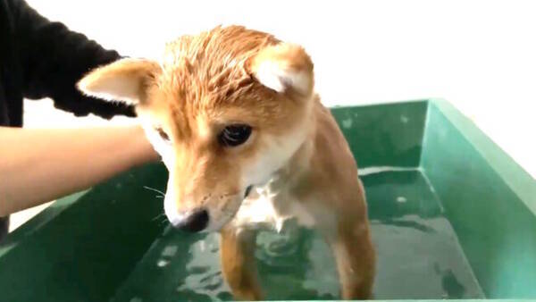 されるがまま洗われる柴犬がチラ見してきた どうせ助けてくれないんでしょ 感あふれるションボリ顔が可愛すぎる 21年9月11日 エキサイトニュース