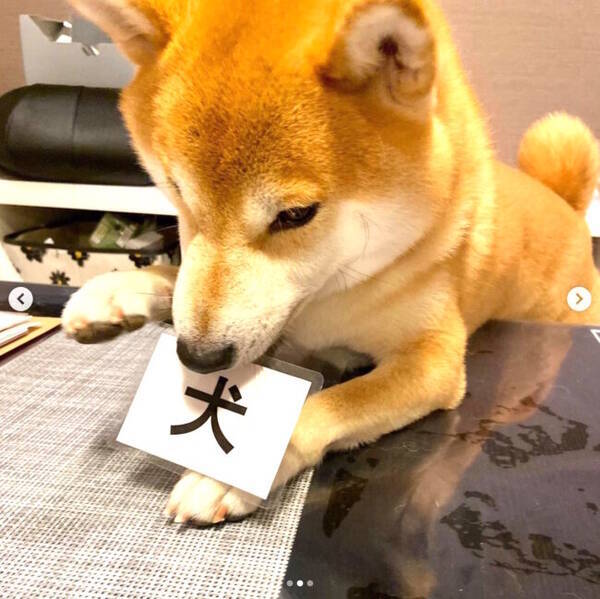 柴犬が なんか取ったど と強奪したのは 犬 カード 家にそんなものがあること自体も含めシュールすぎん 21年9月12日 エキサイトニュース