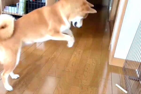 ﾑｷｰｯ 転がるガムにイライラする柴犬 ジャンプはするしガウるし必死なところ悪いけど可愛いしかない 21年9月12日 エキサイトニュース