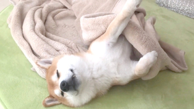 毛布からピーンと突き出た前足…変なポーズで昼寝中の柴犬さん。足だけでもう可愛い。【動画】
