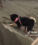 「砂浜にズボッ。ホリホリ好きな柴犬さんがもう埋もれているように見える…夢中すぎな！【動画】」の画像3