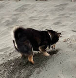 「砂浜にズボッ。ホリホリ好きな柴犬さんがもう埋もれているように見える…夢中すぎな！【動画】」の画像1