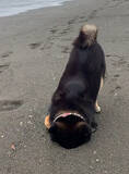 「砂浜にズボッ。ホリホリ好きな柴犬さんがもう埋もれているように見える…夢中すぎな！【動画】」の画像2