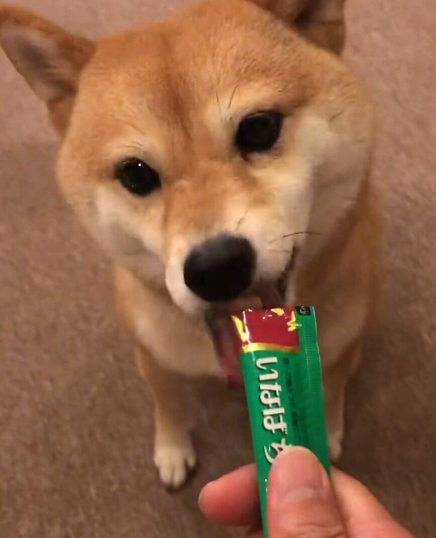 お手もノールック ご飯が目の前にくるとお喋りしながらジタジタ 感情が止められない柴犬さん 動画 21年9月16日 エキサイトニュース お手もノールック ご飯が目の前にくるとお喋りしながらジタジタ 感情が止められない柴犬さん 動画 21年9月16日 エキサイトニュース