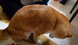 「薬を飲まされたショックでありえない程の猫背に…超ションボリ中の柴犬さん【動画】」の画像1