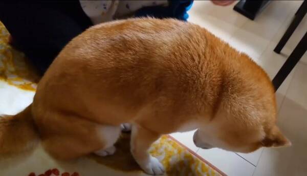 「薬を飲まされたショックでありえない程の猫背に…超ションボリ中の柴犬さん【動画】」の画像