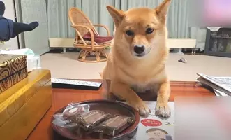 まぁヒドイ 自分で破壊しておいて安否を気遣う柴犬 白々しい素振りに ぬいぐるみもさぞ驚いていると思う 年10月7日 エキサイトニュース