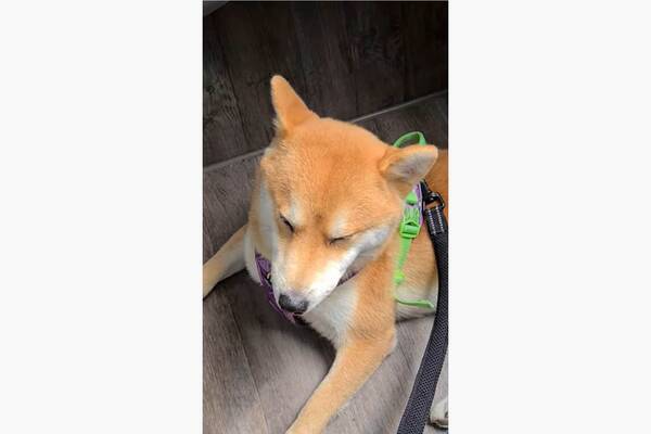 眠気に耐える柴犬が 絶対寝ちゃいけない時に眠くなってしまった時 の顔だった 動画 21年9月28日 エキサイトニュース