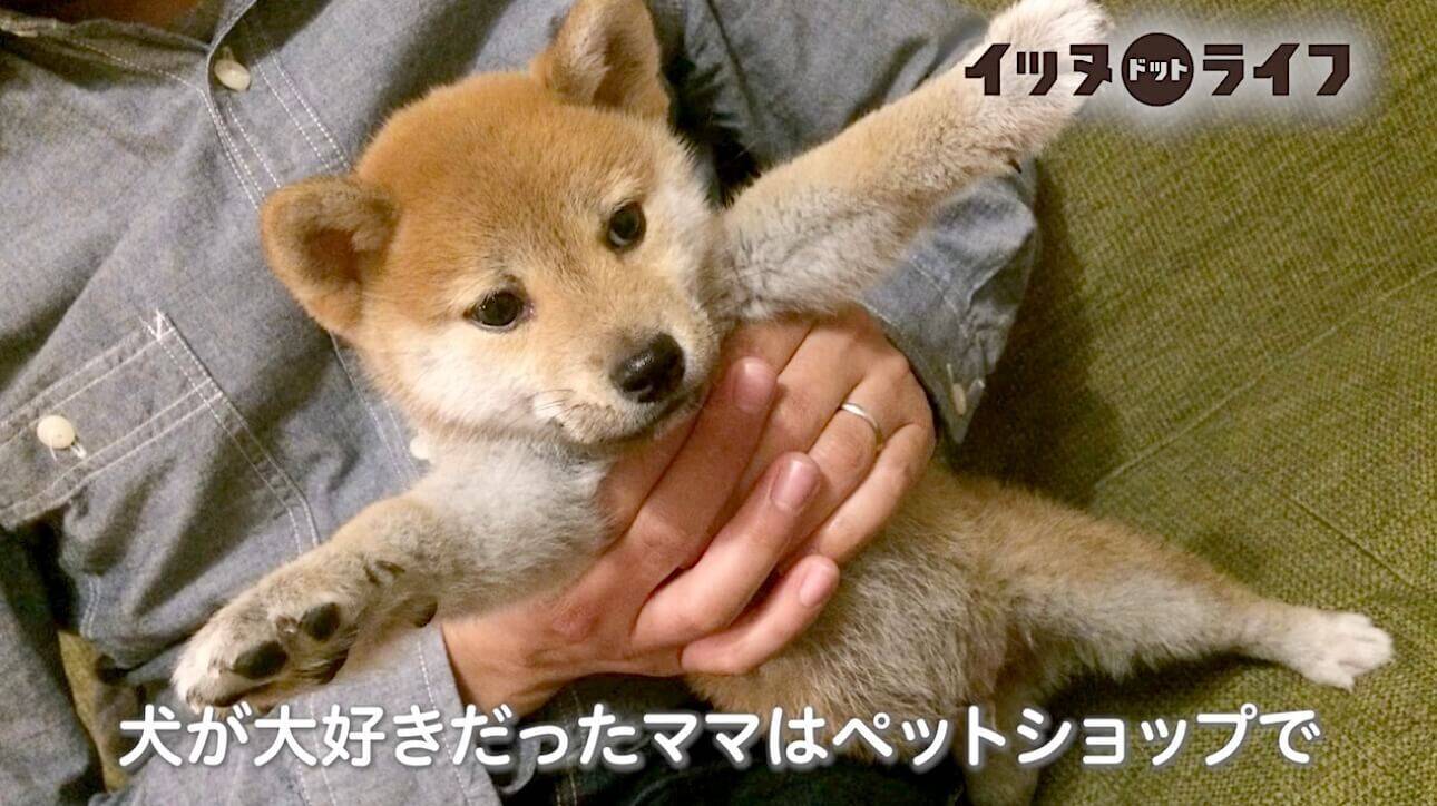 生まれた時からずっと 溺愛する人間の妹ちゃんの警護を怠らない 心優しい柴犬 動画 21年9月24日 エキサイトニュース 生まれた時からずっと 溺愛する人間の妹ちゃんの警護を怠らない 心優しい柴犬 動画 21年9月24日 エキサイトニュース