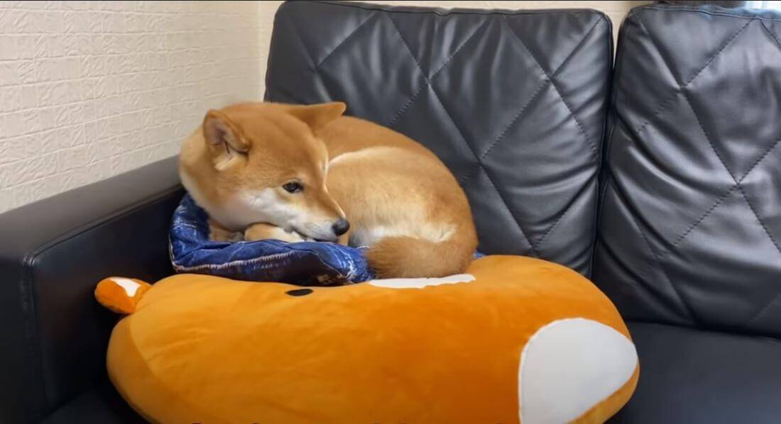 大きなクッションがあるのに、その上の小さな方で縮こまって眠る柴犬が可愛い【動画】