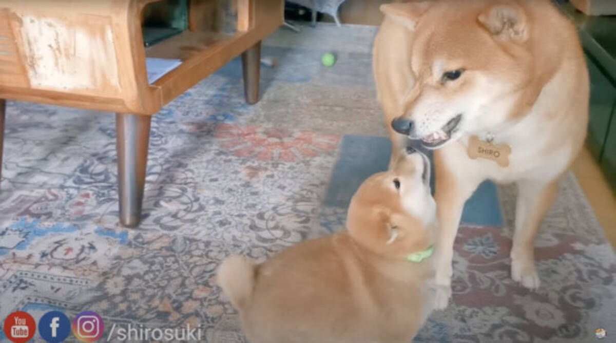 パピーの遊ぼうアピに超絶不機嫌だった柴犬パパ 最終的に一緒になってはしゃいじゃうとこ推せる 動画 21年10月28日 エキサイトニュース