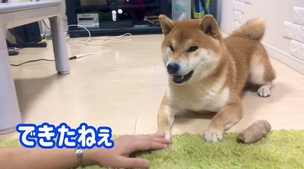 つかれた 人間語の習得訓練を頑張る柴犬の可愛さが異常 ニヤけるなとか無理 動画 21年10月4日 エキサイトニュース