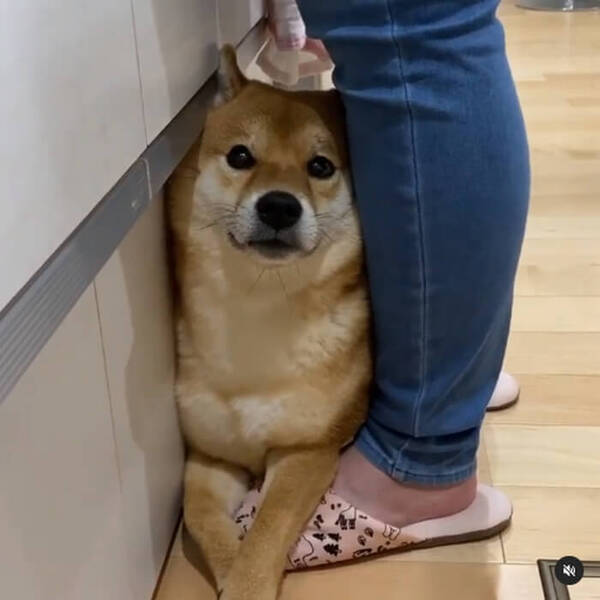 嫌いな水を浴びないようにクセジャンプでかわそうとした柴犬の心意気が最高 21年10月6日 エキサイトニュース 嫌いな水を浴びないようにクセジャンプでかわそうとした柴犬の心意気が最高 21年10月6日 エキサイトニュース