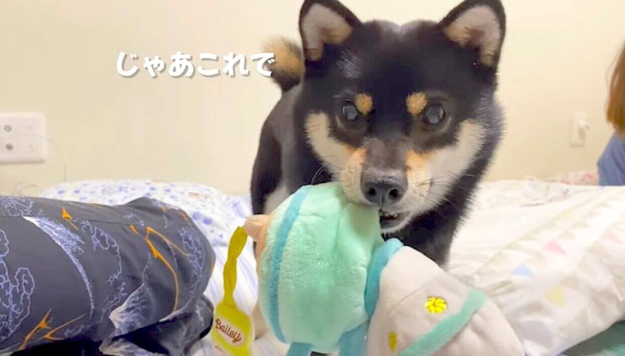 赤ちゃんの様子を見にきて そのままくっついて添い寝した柴犬 優しい行動にホロリ 動画 21年10月6日 エキサイトニュース 赤ちゃんの様子を見にきて そのままくっついて添い寝した柴犬 優しい行動にホロリ 動画 21年10月6日 エキサイトニュース