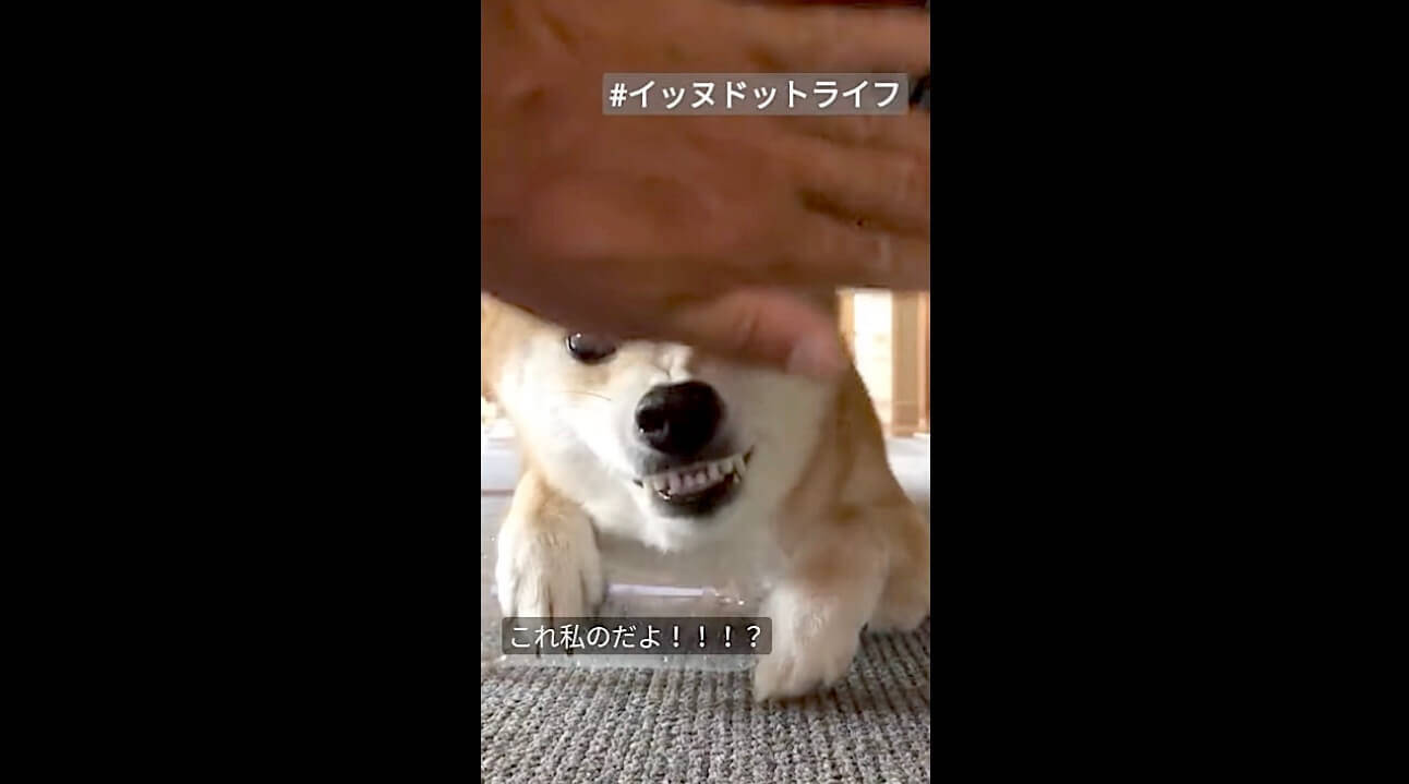 お宝のペットボトルに手を伸ばすと 顔面力だけで防御した演劇派の柴犬さん 動画 21年10月16日 エキサイトニュース