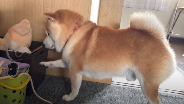 ストーブの指定席に相棒犬が 一旦諦めるも最後は一緒にぬくぬくな姿にホッコリ 柴犬動画 21年10月21日 エキサイトニュース