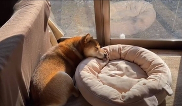 柴犬が相棒を枕にして、別の柴犬がその柴犬を枕にして…って夢の無限ループできてた【動画】