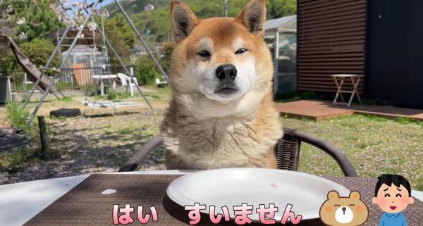 飼い主とのオヤツあてゲームが面倒 それでも渋々参加し続けてくれる柴犬さん 動画 21年10月日 エキサイトニュース