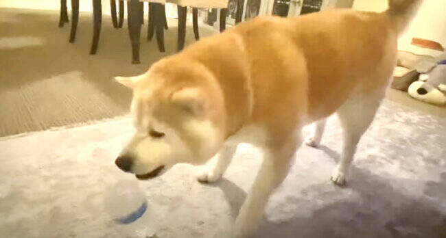 好きがあふれている飼い主と基本めんどくさそうなおじいワン柴犬 その温度差もまた愛おしい 動画 21年11月9日 エキサイトニュース 2 2 好きがあふれている飼い主と基本めんどくさそうなおじいワン柴犬 その温度差もまた愛おしい 動画 21年11月9日 エキサイトニュース 2 2