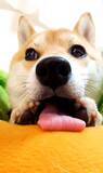 「（ﾆｮﾛﾆｮﾛ…）無の表情で舌を自由自在に動かす柴犬がシュールすぎる。どんな状況なのこれ【動画あり】」の画像1