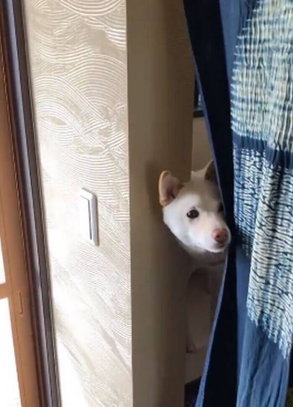 散歩の準備待ちする柴犬をいざ迎えに行くと 見てはならんほどの悲壮感放ってた 動画 21年10月21日 エキサイトニュース