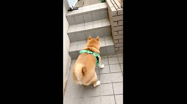 行くか、行くか…!?『階段』に飛ぶタイミングが決められない柴犬さんの数秒間を見届ける【動画】