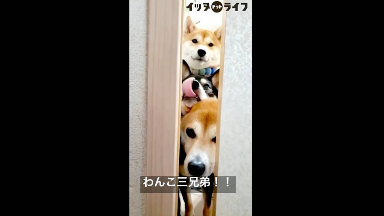 ドアの隙間からソッと覗く柴犬が まさかの3頭 いや何この状況 神可愛いんだが 動画 21年10月22日 エキサイトニュース 2 2
