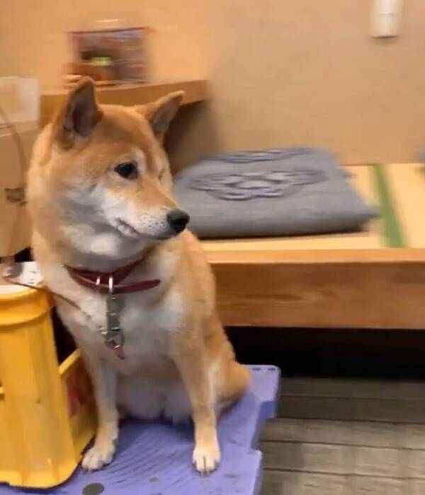 ｶﾞﾀｶﾞﾀ 無表情で台車に揺られ 素直に運搬されゆく食堂の看板柴犬さんが可愛すぎた 動画 21年10月22日 エキサイトニュース