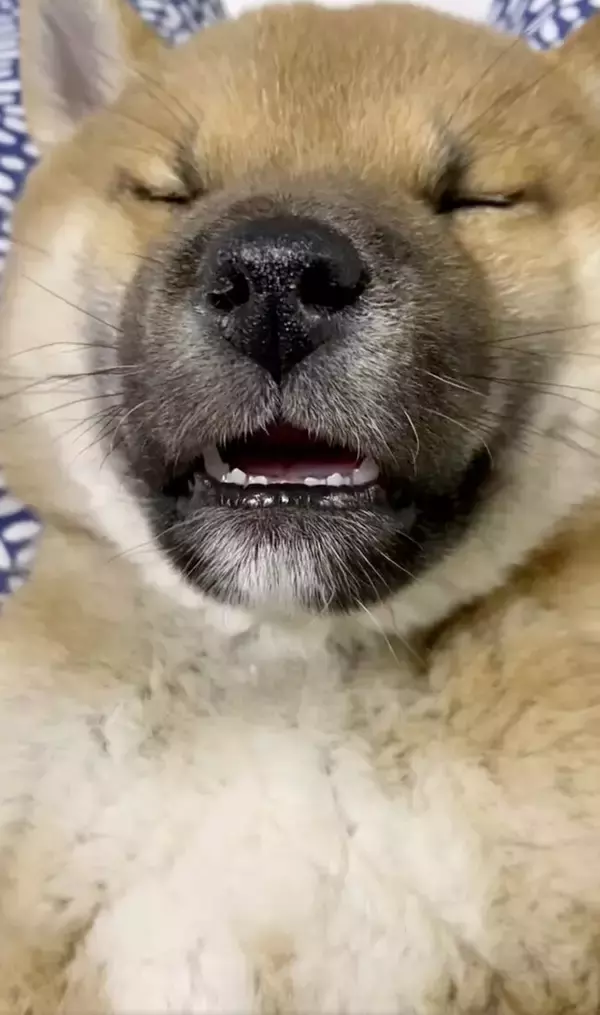 寝ながら口ﾁｭﾊﾟﾁｭﾊﾟと鼻ﾋｸﾋｸのコンボを仕掛けてくる柴犬パピーがとんでもなく可愛い【動画あり】