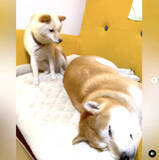 「寝ながら口ﾁｭﾊﾟﾁｭﾊﾟと鼻ﾋｸﾋｸのコンボを仕掛けてくる柴犬パピーがとんでもなく可愛い【動画あり】」の画像8