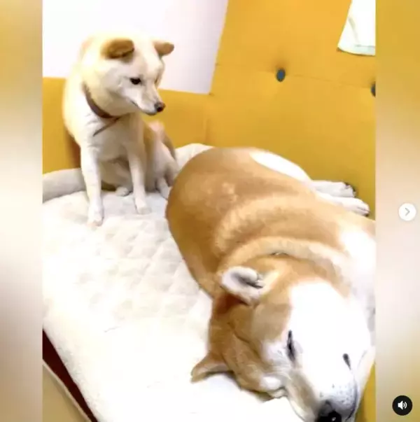 「寝ながら口ﾁｭﾊﾟﾁｭﾊﾟと鼻ﾋｸﾋｸのコンボを仕掛けてくる柴犬パピーがとんでもなく可愛い【動画あり】」の画像