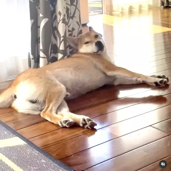 「寝ながら口ﾁｭﾊﾟﾁｭﾊﾟと鼻ﾋｸﾋｸのコンボを仕掛けてくる柴犬パピーがとんでもなく可愛い【動画あり】」の画像