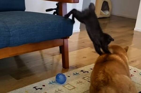 おやつ強奪を目論む子猫 柴犬の背中にダイブするも本犬の反応は ん 程度だった 動画 21年12月13日 エキサイトニュース